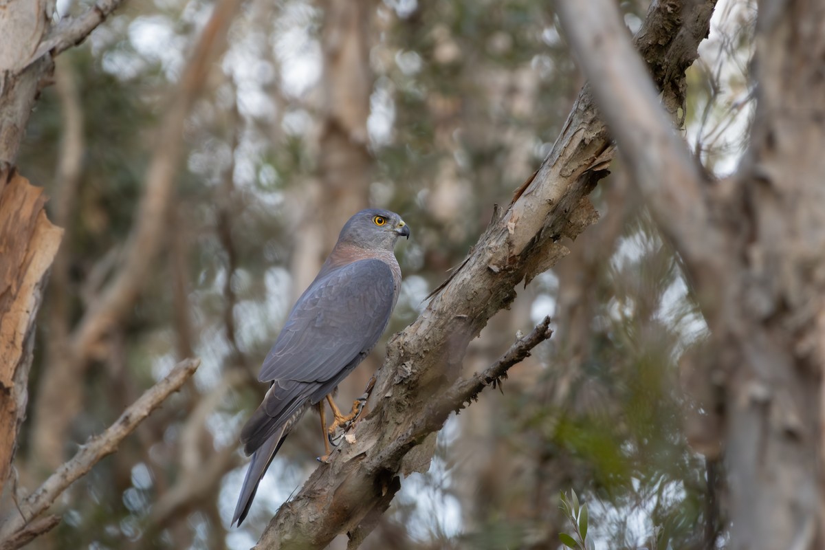 Brown Goshawk - ML641421905