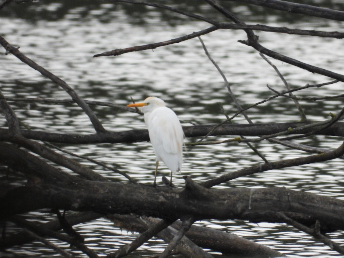 Western Cattle-Egret - ML641421936