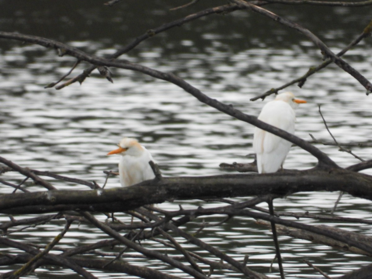 Western Cattle-Egret - ML641421937