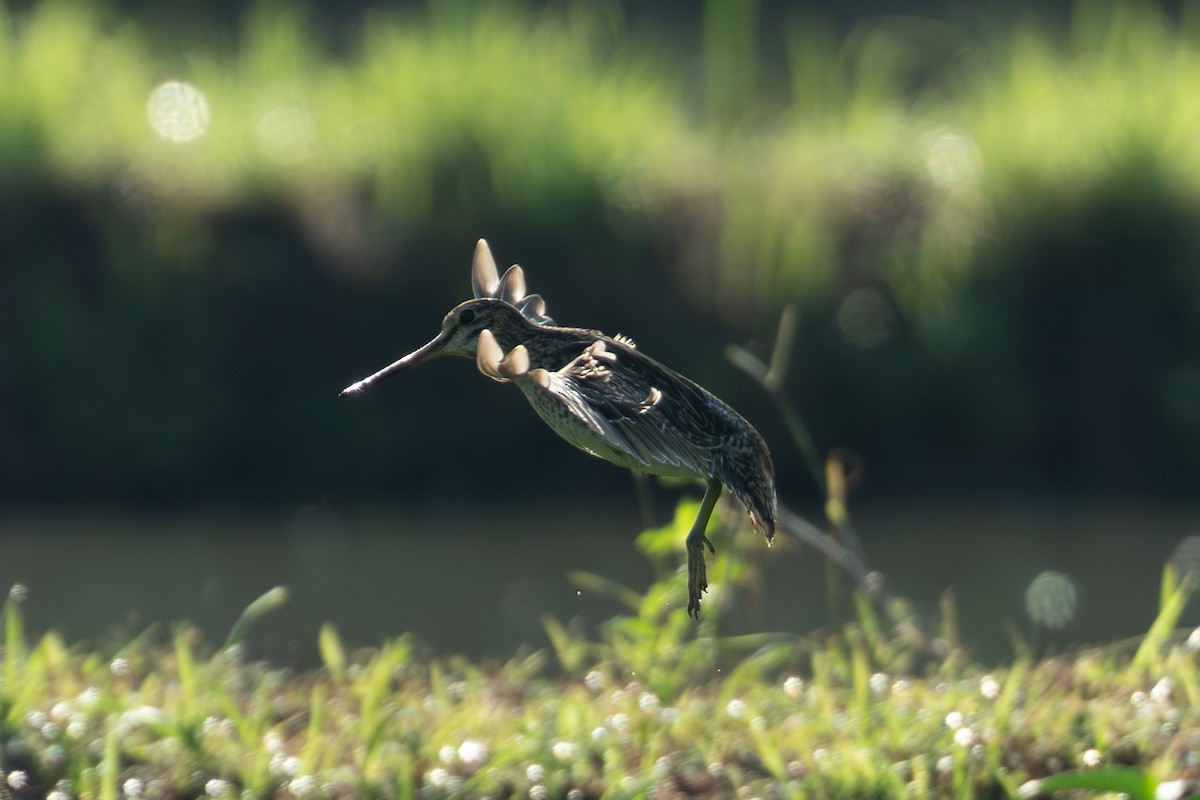 Swinhoe's/Pin-tailed Snipe - ML641421947