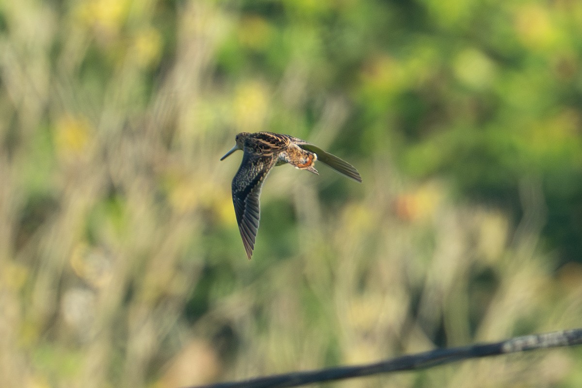 Swinhoe's/Pin-tailed Snipe - ML641421948