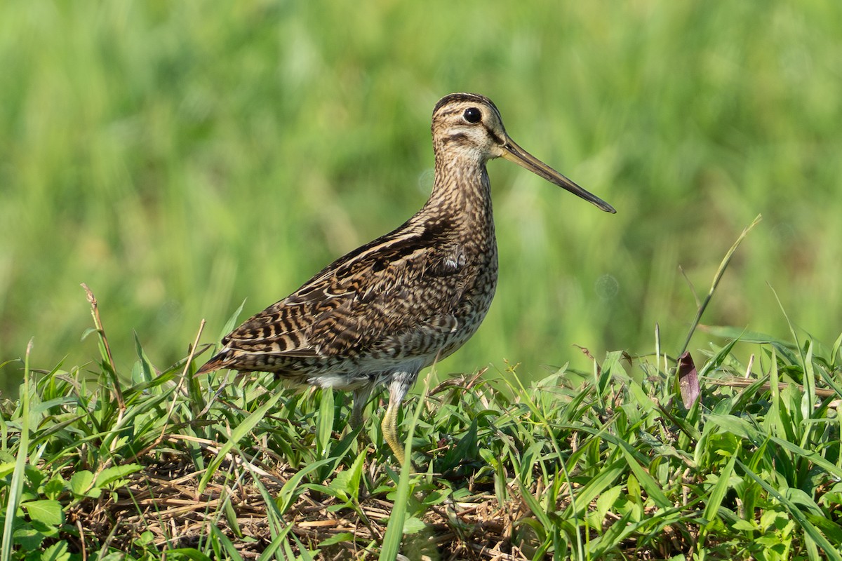 Swinhoe's/Pin-tailed Snipe - ML641421949