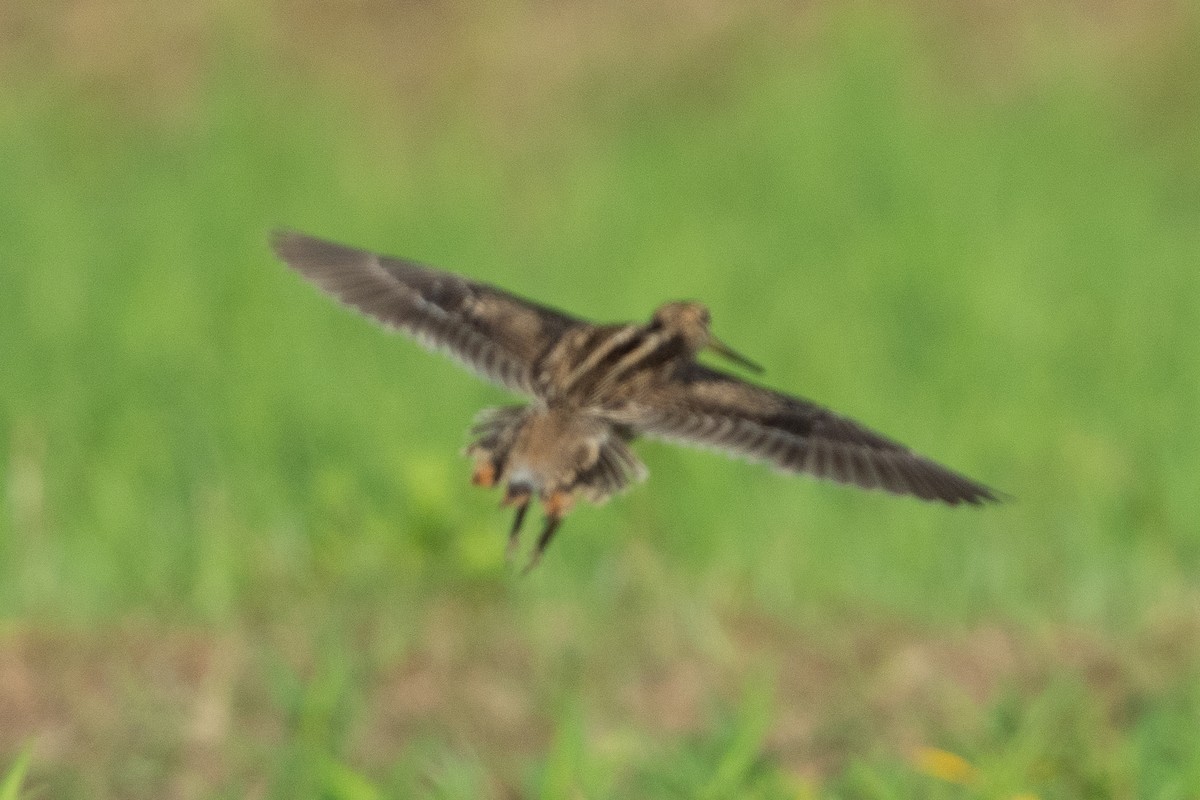 Swinhoe's/Pin-tailed Snipe - ML641421950