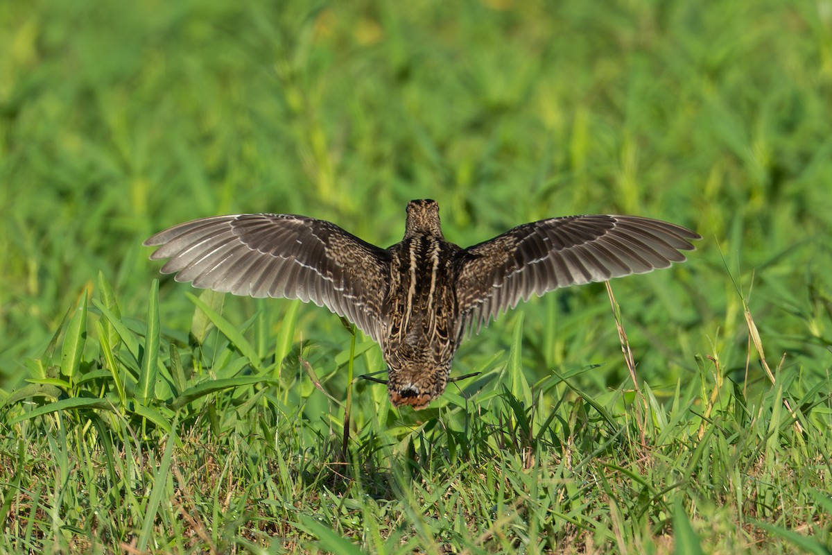 Swinhoe's/Pin-tailed Snipe - ML641421951