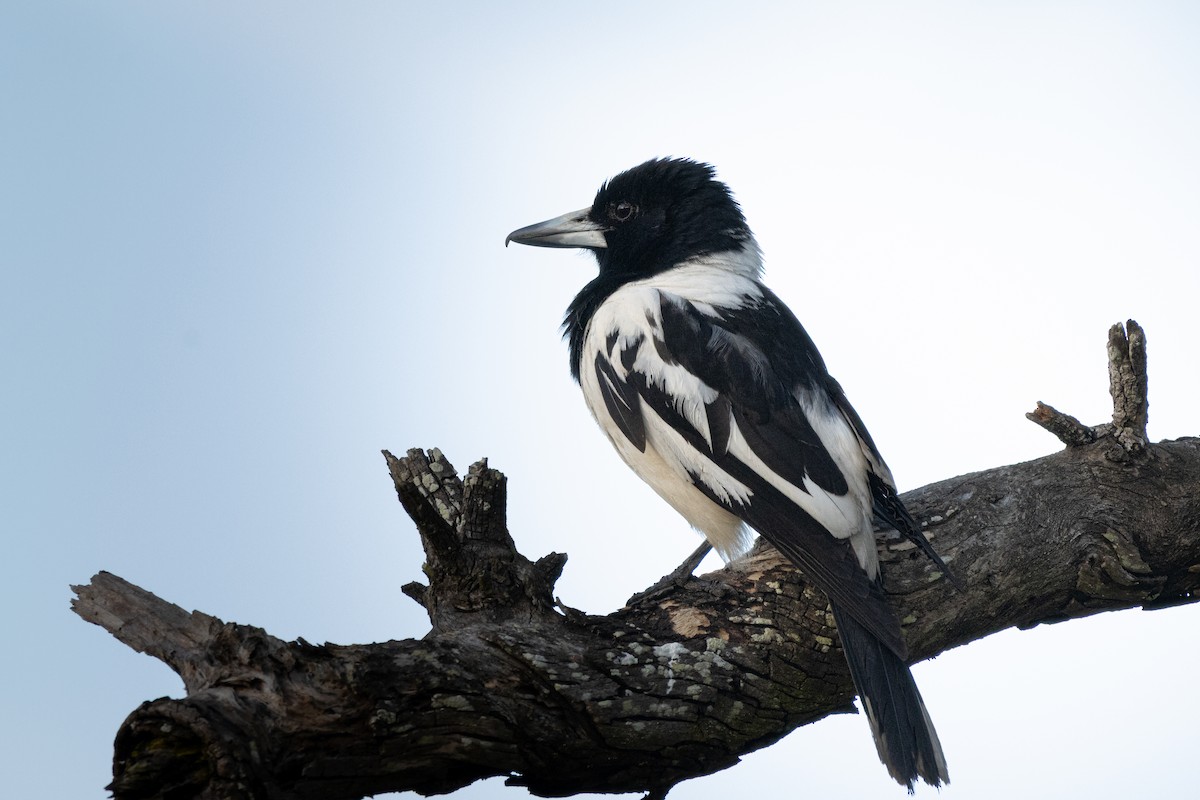 Pied Butcherbird - ML641421956