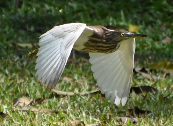Chinese Pond-Heron - ML641421967