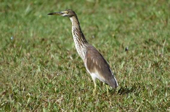 Chinese Pond-Heron - ML641421969