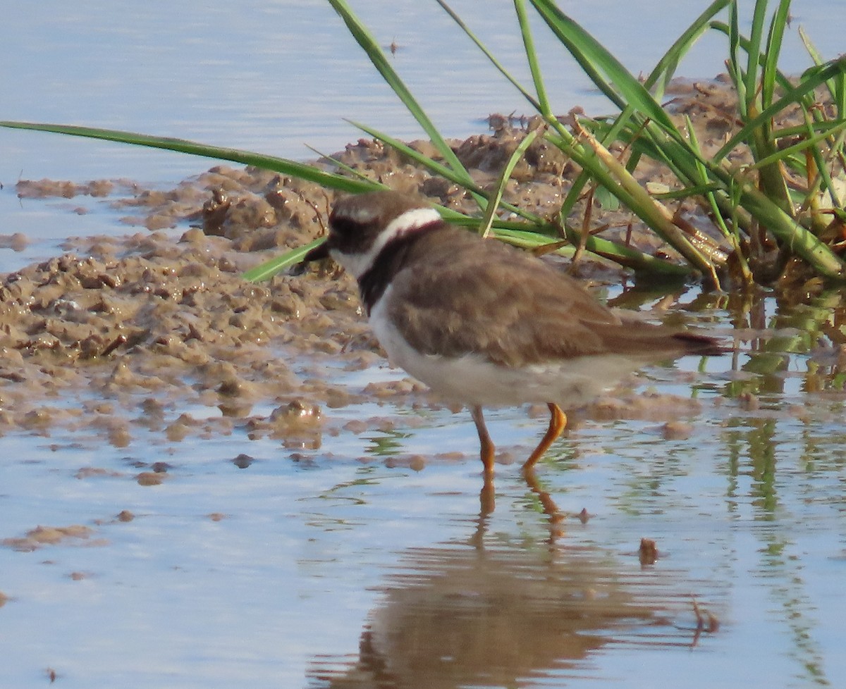 Common Ringed Plover - ML641421973