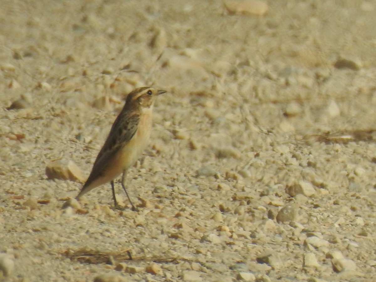 Whinchat - ML641421978