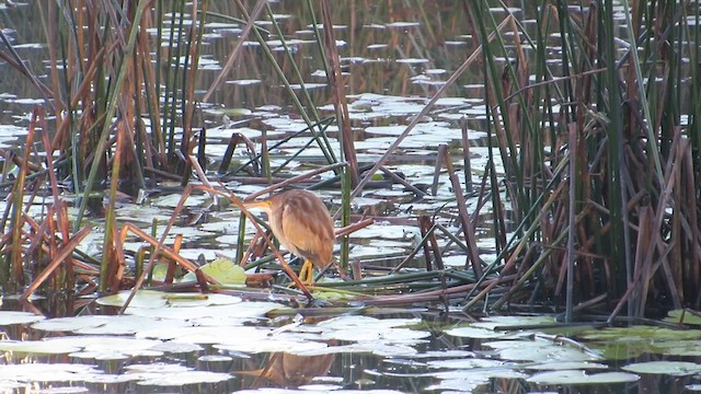 Yellow Bittern - ML641421979