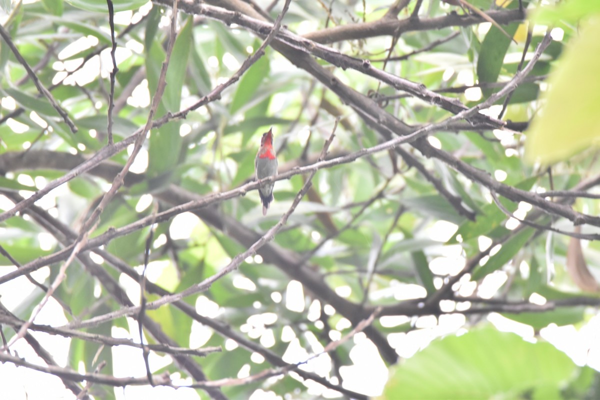 Karmesinnektarvogel - ML641421991