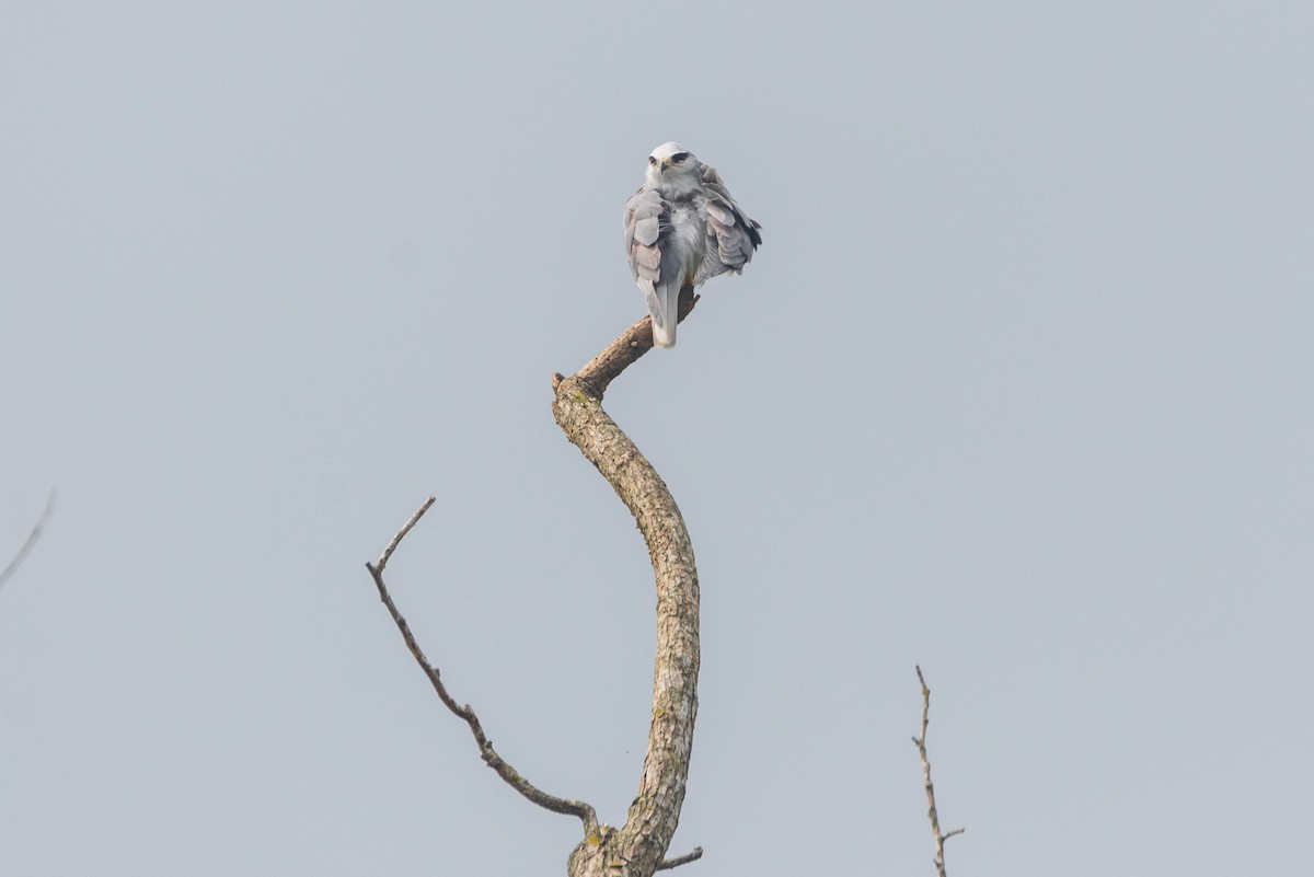 Black-winged Kite - ML641421993