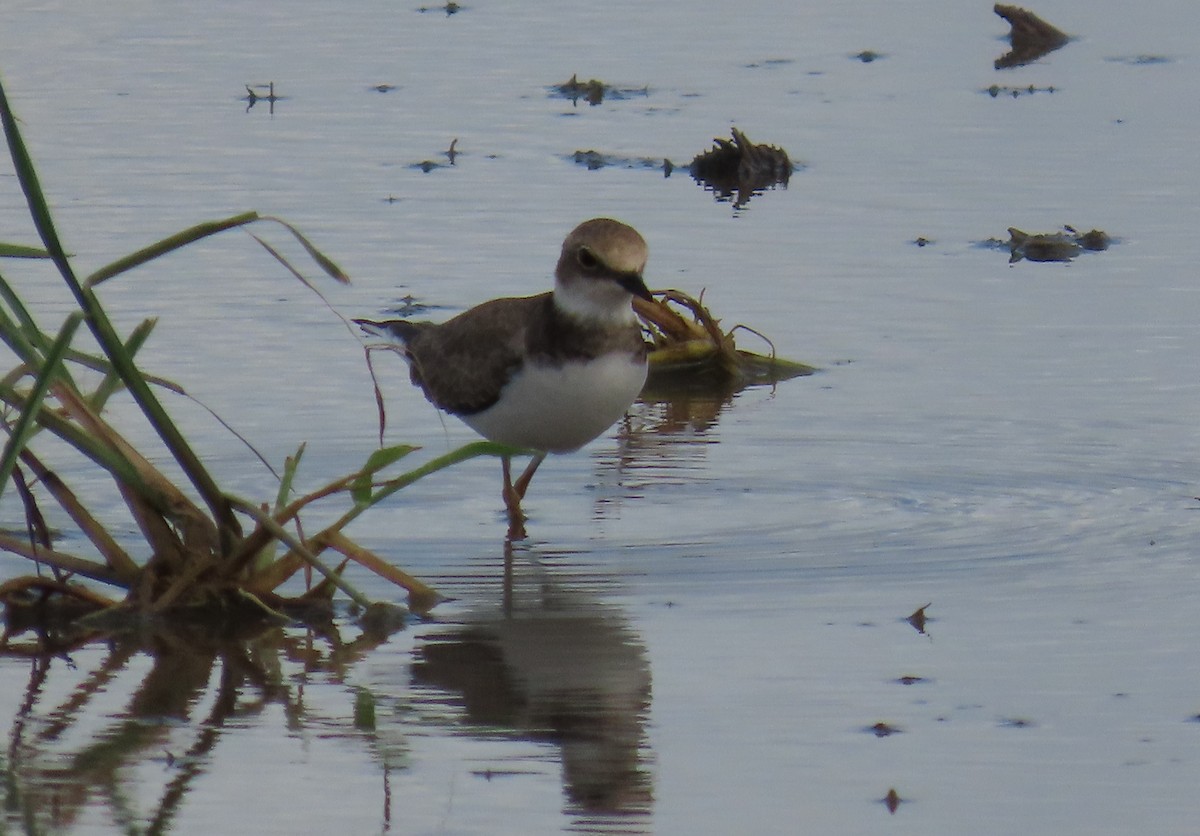 Common Ringed Plover - ML641421994