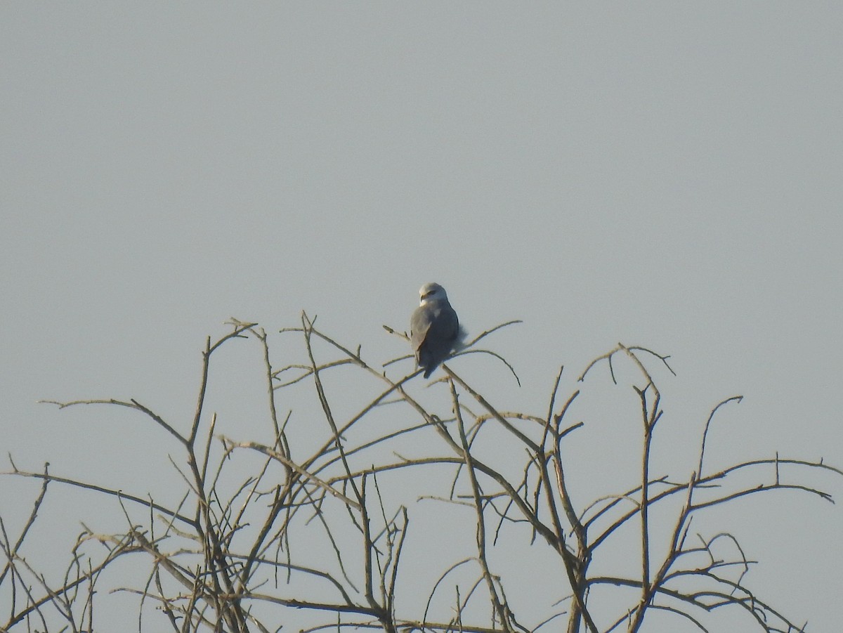 Black-winged Kite - ML641422001