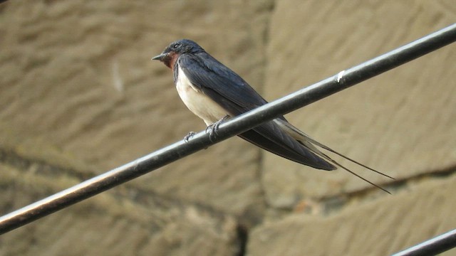 Hirondelle rustique - ML641422008