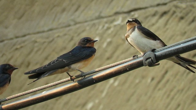 Hirondelle rustique - ML641422009