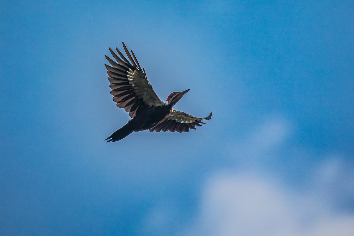 Pileated Woodpecker - ML641422064