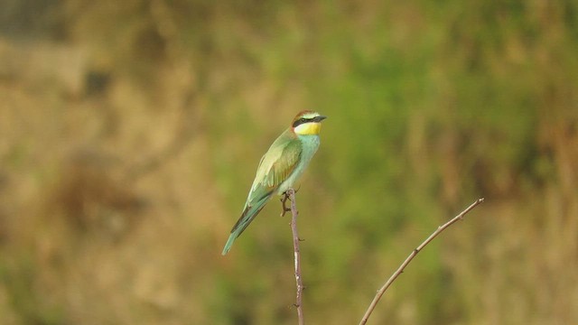 European Bee-eater - ML641422066