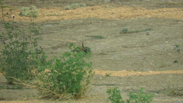 Eurasian Hoopoe - ML641422071