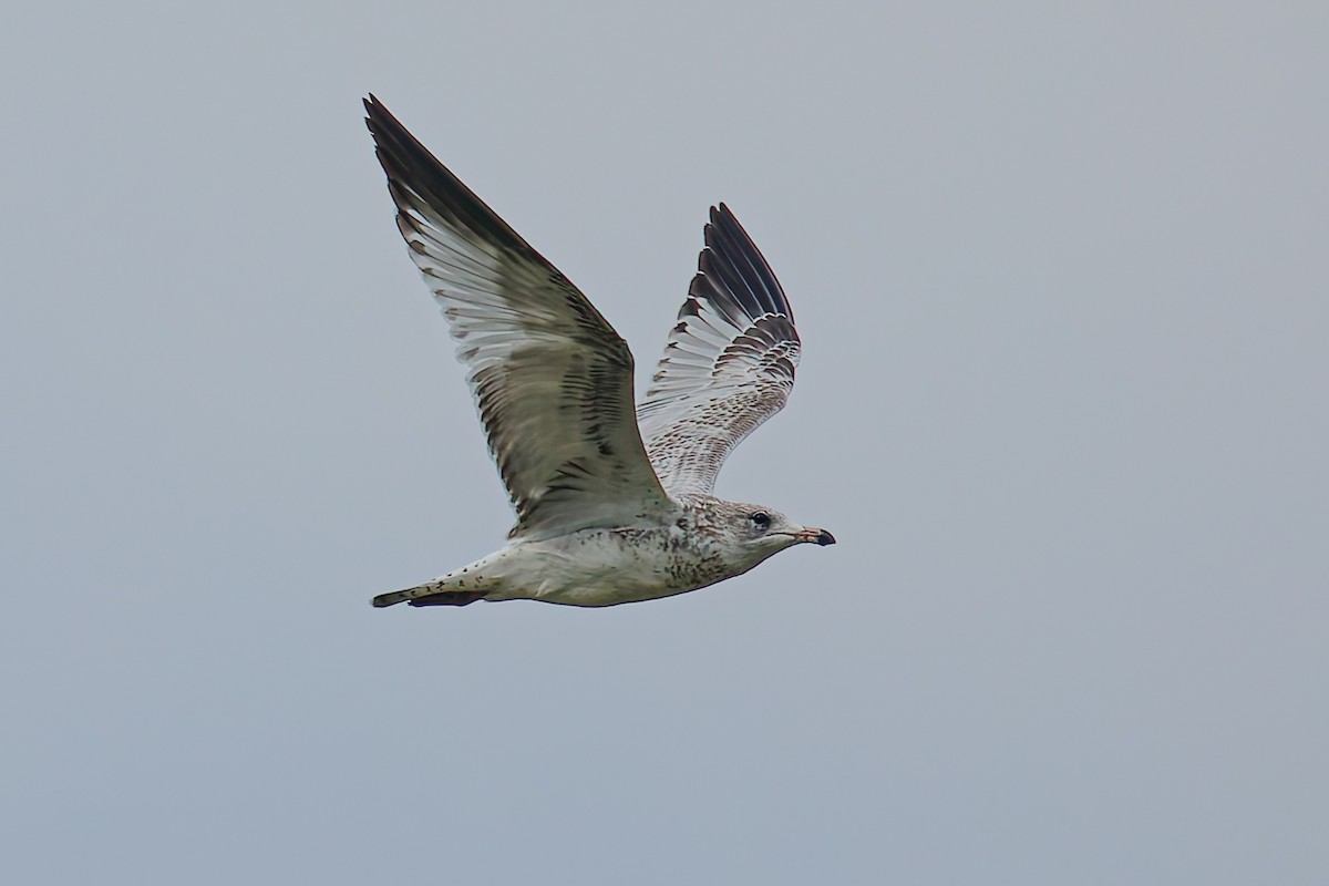 Ring-billed Gull - ML641422075