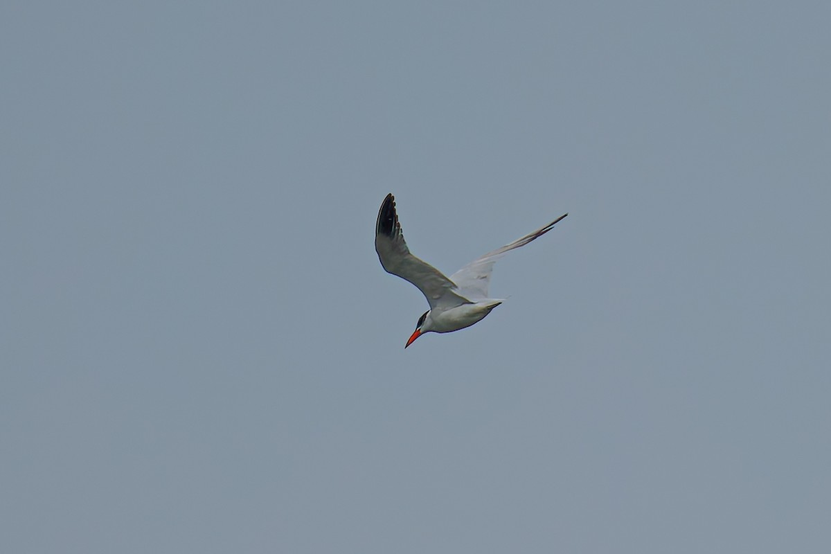 裏海燕鷗 - ML641422080