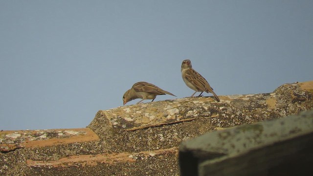 House Sparrow - ML641422082