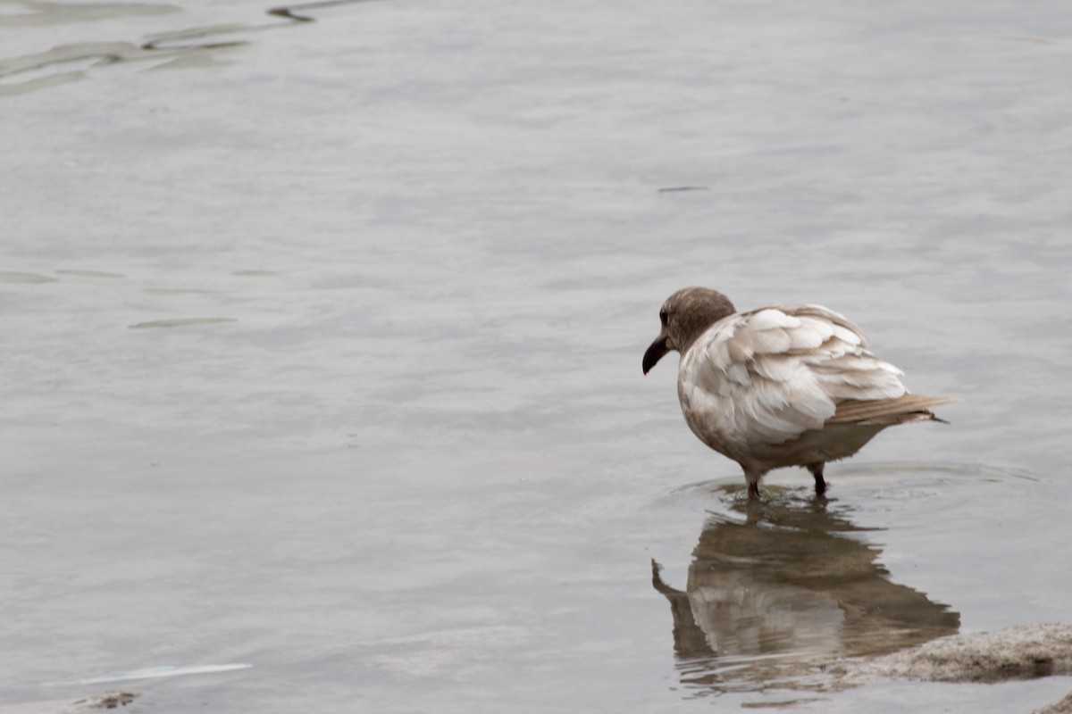 Lava Gull - ML641422089