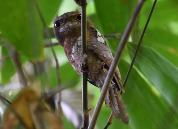 Blyth's Frogmouth - ML641422090