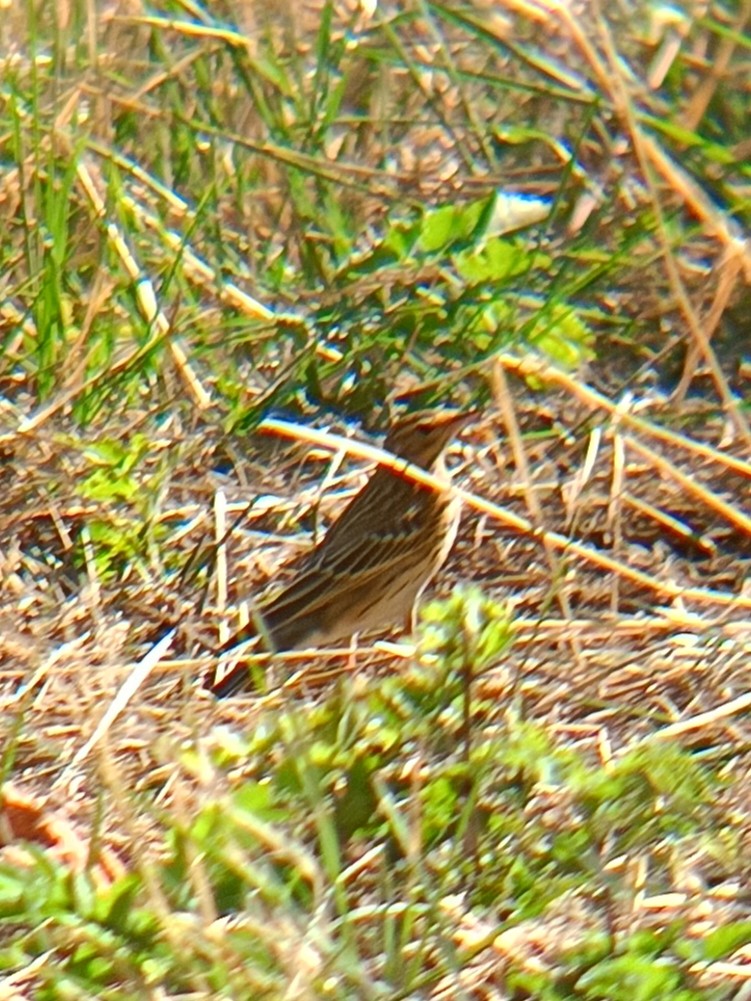 Tree Pipit - ML641422096