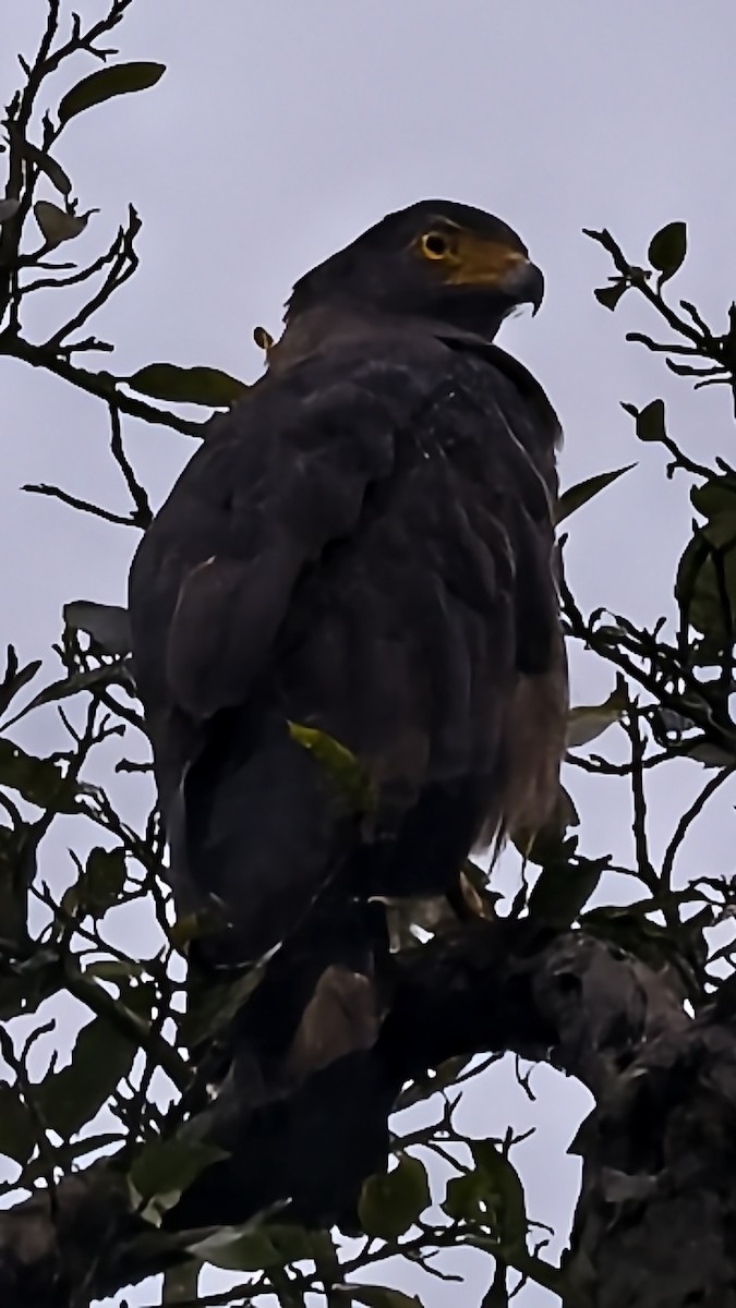 Crested Serpent-Eagle - ML641422134