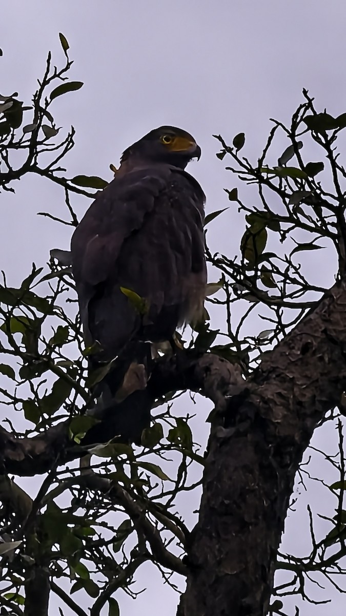 Crested Serpent-Eagle - ML641422135
