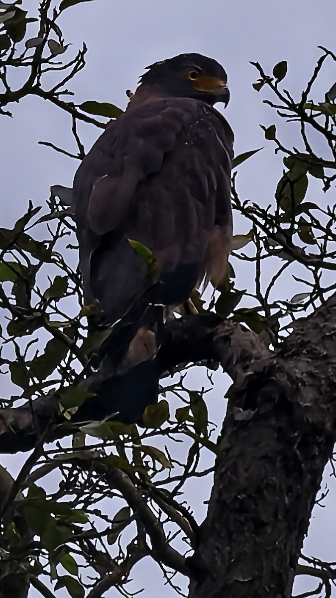 Crested Serpent-Eagle - ML641422136