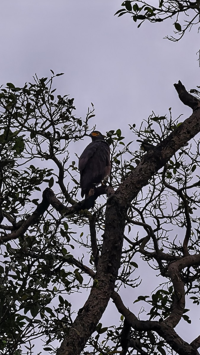 Crested Serpent-Eagle - ML641422138