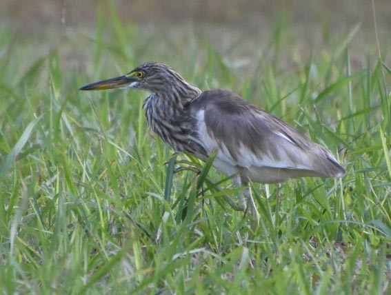 Chinese Pond-Heron - ML641422159