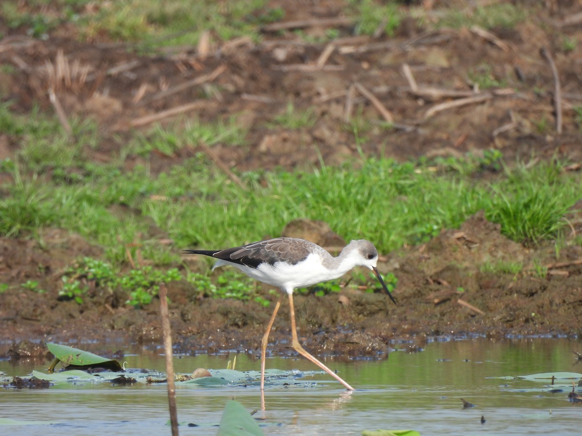 Black-winged Stilt - ML641422162