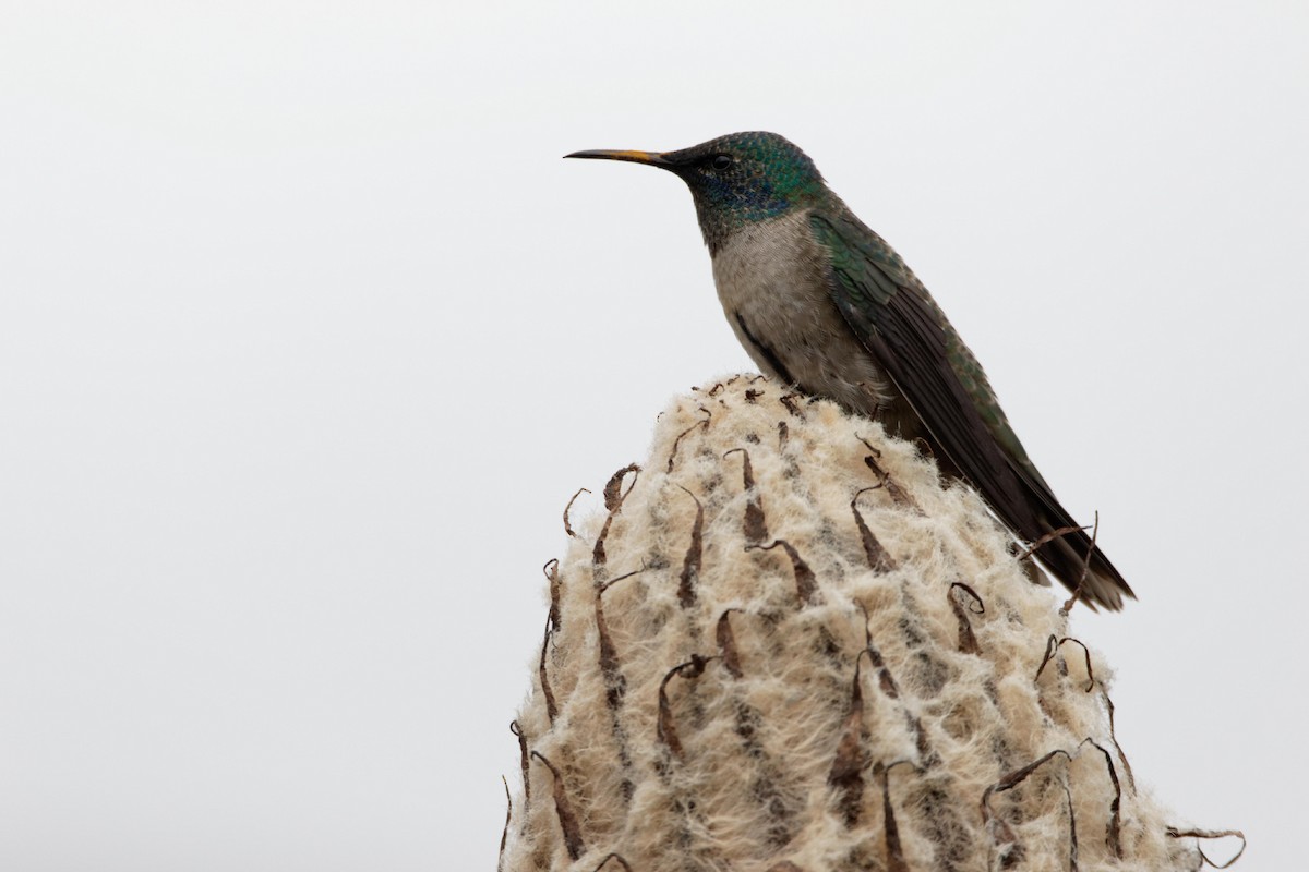Ecuadorian Hillstar - ML641422243