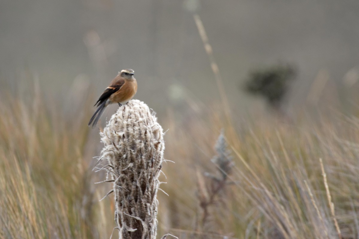 Brown-backed Chat-Tyrant - ML641422294