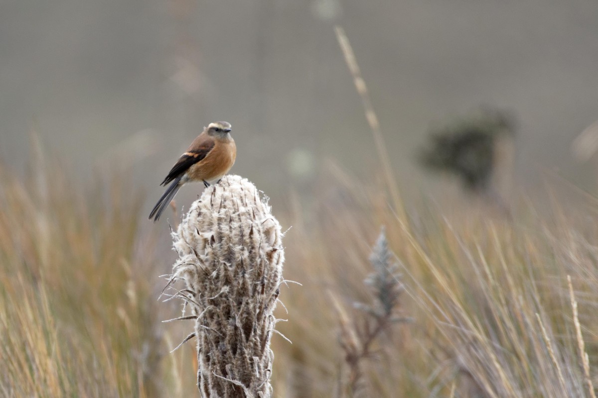 Brown-backed Chat-Tyrant - ML641422296
