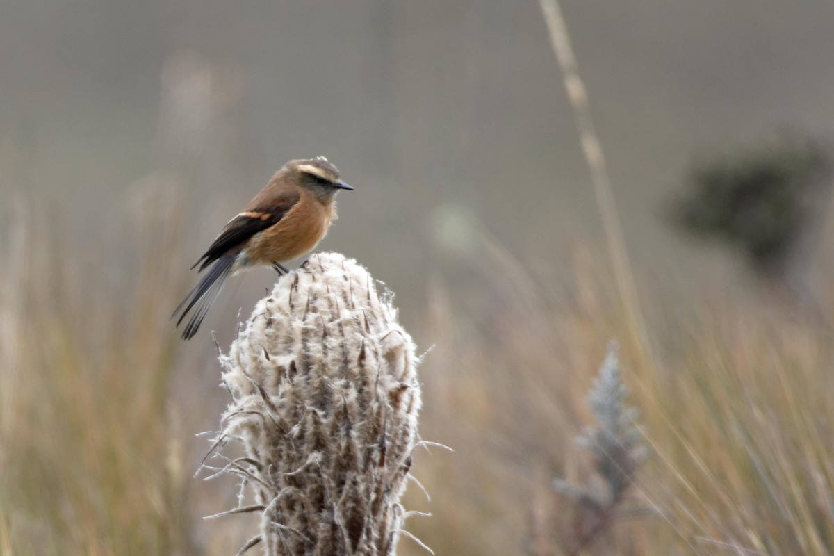 Brown-backed Chat-Tyrant - ML641422298