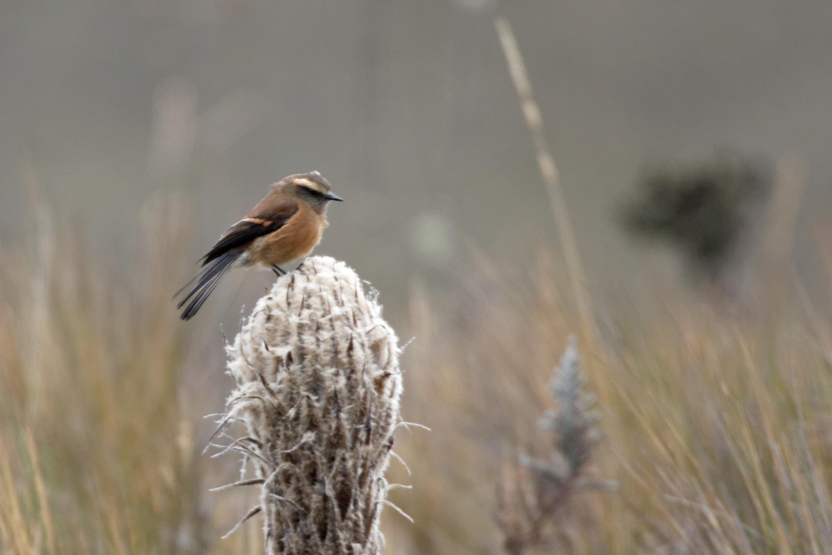 Brown-backed Chat-Tyrant - ML641422299