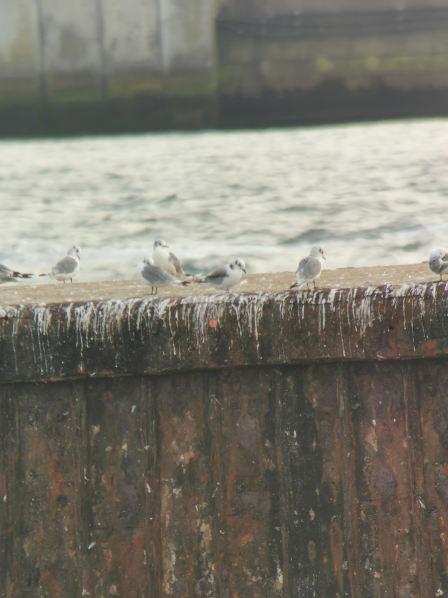 Гурван хуруут цахлай - ML641422304