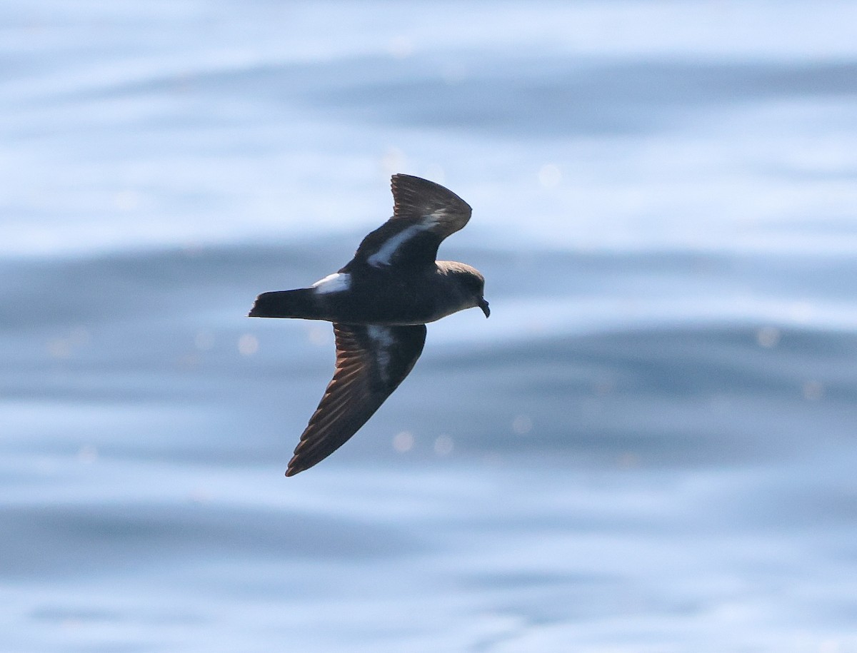 European Storm-Petrel - ML641422330