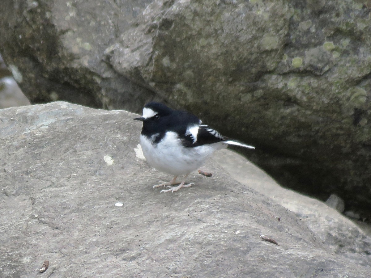 Little Forktail - ML641422348