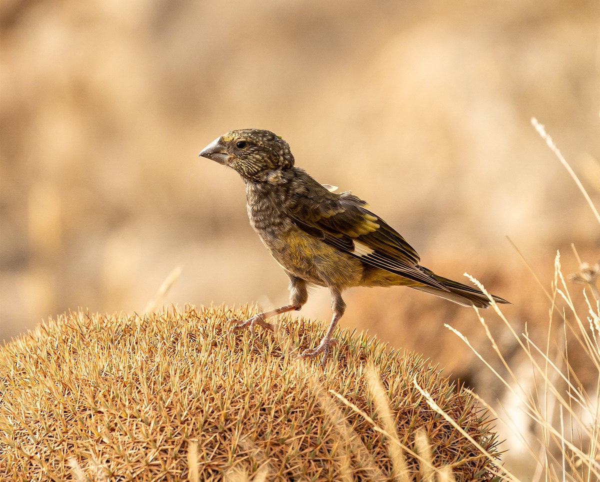 White-winged Grosbeak - ML641422370