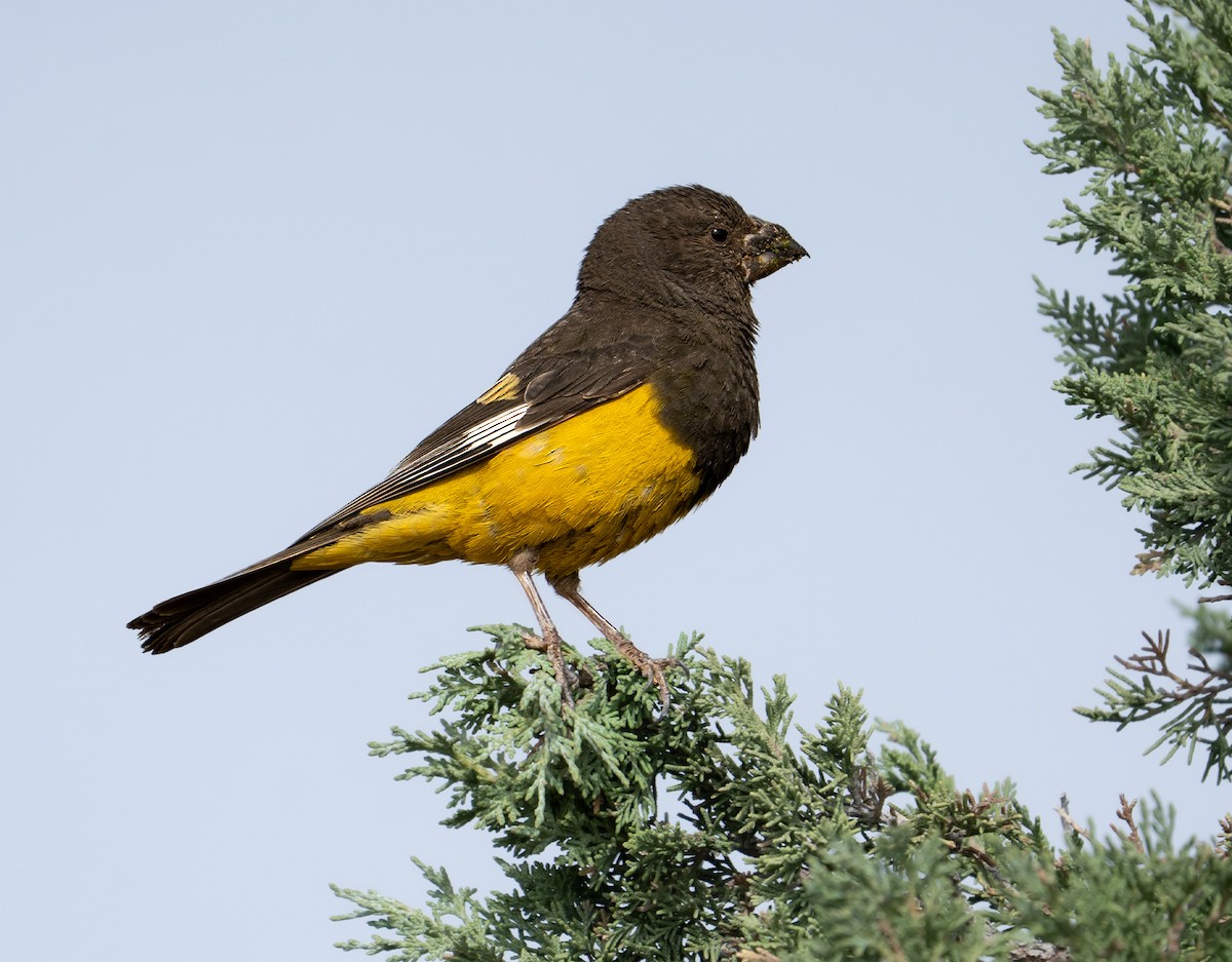 White-winged Grosbeak - ML641422371