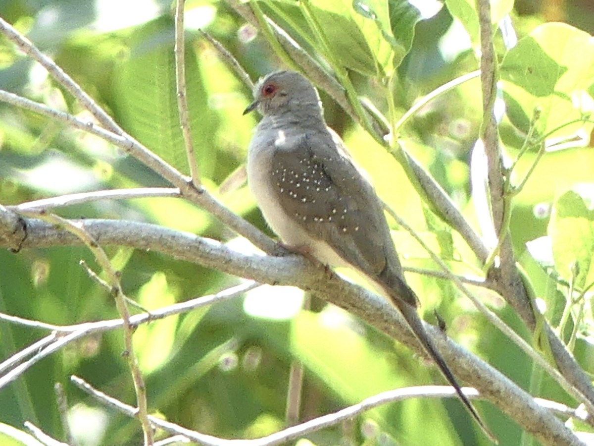 Diamond Dove - ML641422389