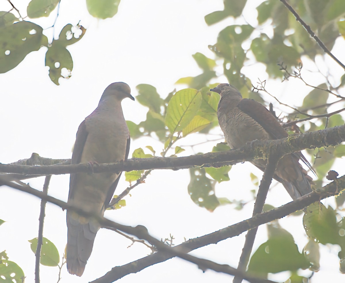 Barred Cuckoo-Dove - ML641422463
