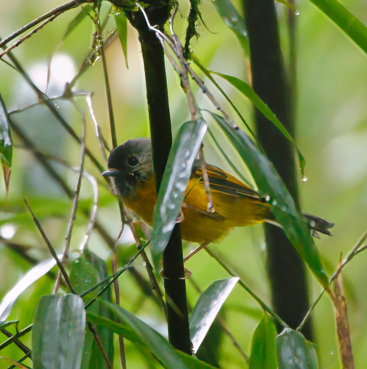 Golden-breasted Fulvetta - ML641422467