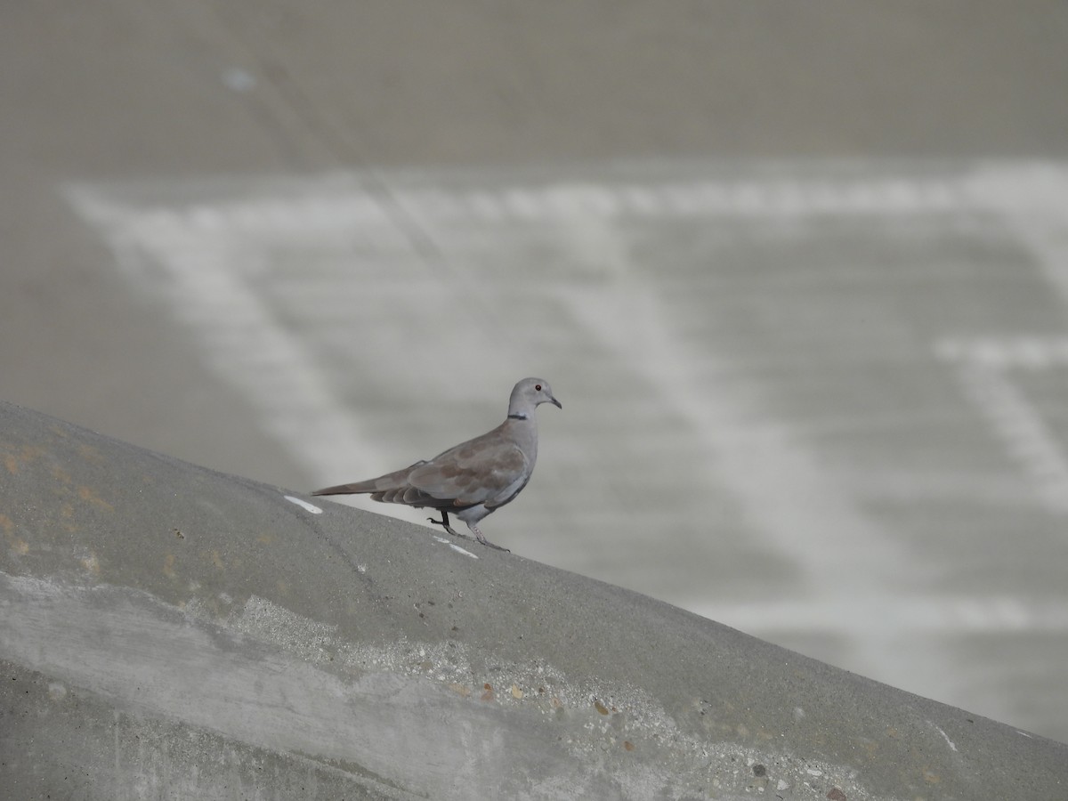 Eurasian Collared-Dove - ML641422470