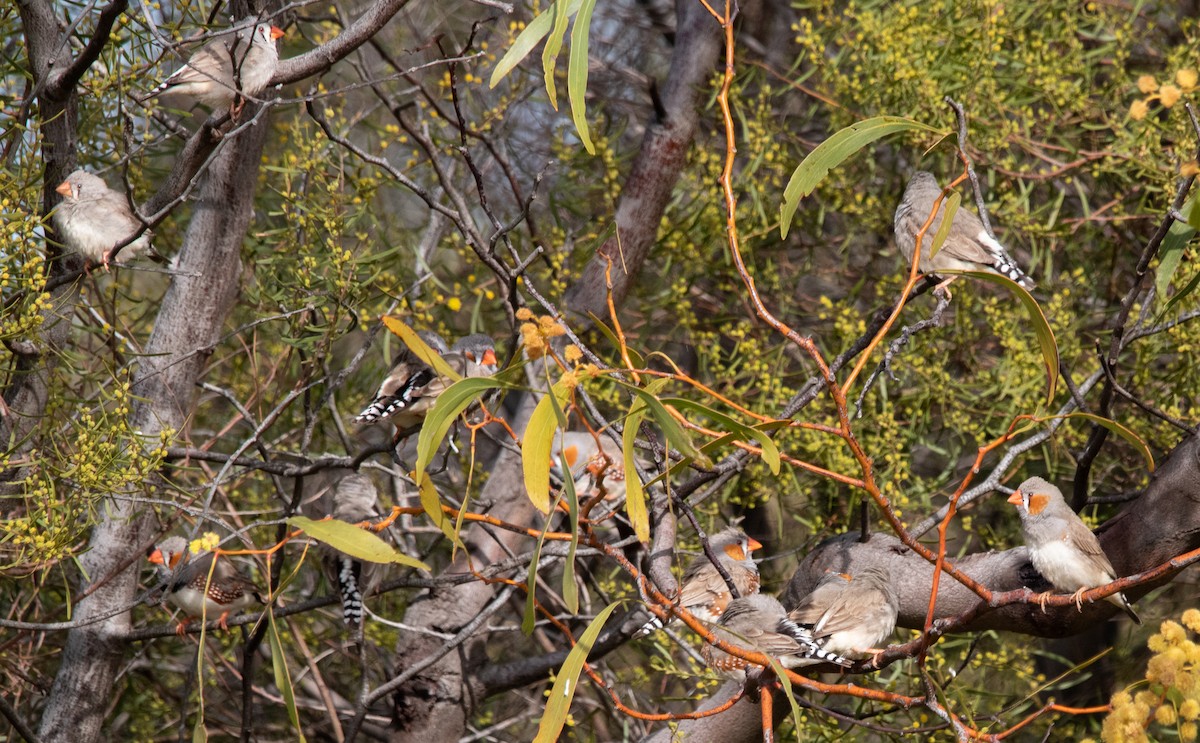 Zebra Finch - ML641422498